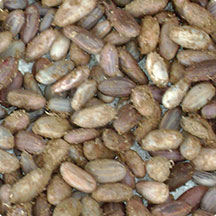 Cacao (Theobroma Cacao L.)