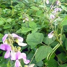 Kudzu Tropical (Pueraria Phaseoloides)