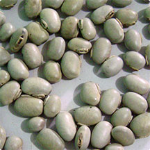 Mucuna Ceniza (Mucuna Pruriens)