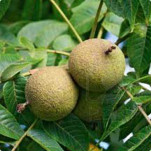 Nogal (Juglans neotropica)