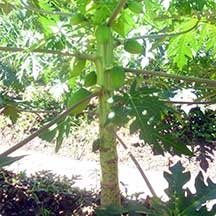 Papaya Known You (Carica Papaya L.)