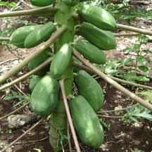 Papaya Maradol Roja (Carica Papaya L.)