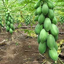 Papaya Tainung Nº 1 (Carica Papaya L.)