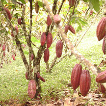 Varas Yemeras de Cacao